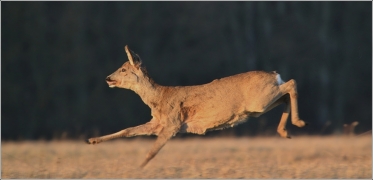<p>SRNEC OBECNÝ (Capreolus capreolus) Šluknovsko- Valdek /European roe deer - Reh/</p>